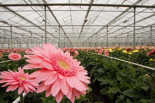 Aanneembedrijf zoekt opdrachtgevers in tuinbouw Aanneembedrijf zoekt opdrachtgevers in tuinbouw